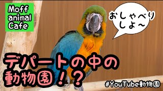 ららぽーとの中に動物園？／moff animal cafe［YouTube動物園］