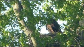 June 7 Eaglet Fledge is Near