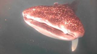 Clint Walker Master Diver @ LaPaz Whale Sharks Dive  10 17  14