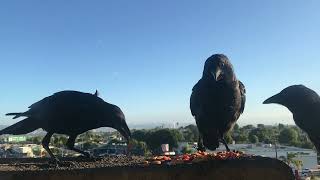 TWO DOPE ASS ADORABLE FLEDGLINGS WANNA EAT