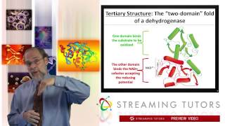 Biochemistry   Protein Tertiary and Quaternary Structure tutorial