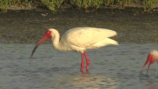 Wading Pool Teeming with Waterbirds, Reddish Egret Antics