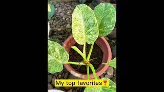 My top favorites #philodendron #epipremnumpinnatum  #philodendronfanatic