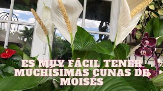 Te muestro como reproducir la Cunas de Moisés y tener muchísimas plantas en el jardín. Muy fácil.