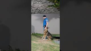 O exercício MAIS DIFÍCIL das provas de adestramento #adestramento #dog #togodonode #germanshepherd