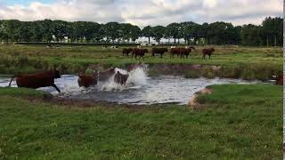 Vroege Vogels - Runderen steken riviertje over