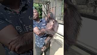 A MAN FEEDS AND TAKES CARE OF ORHAN CHIMPAZEE- (CHIMPANZEE EMPIRE)| RWANDA SAFARI