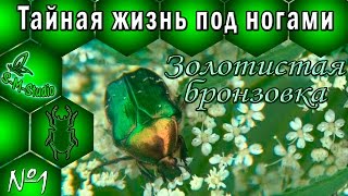 Тайная жизнь по ногами. Золотистая бронзовка. Cetonia aurata