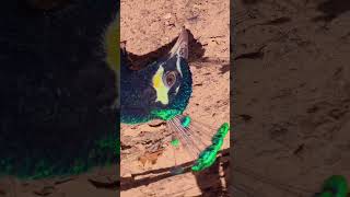 laado #shortvideo #peacock #sbyshorts #bird