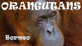 Protect Orangutans from Borneo!