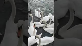 Swan lake | River Avon #river #swans #swanlake