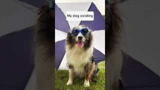 My #dog #cute #meme #funny #shorts #jokes