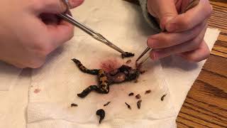 Fire bellied toad dissection