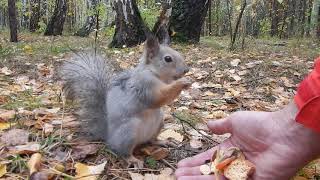 "Два живка"   Сказка про белочку и ворону.