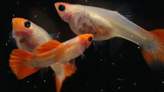 Koi See thru | Koi See Through Guppy Fish