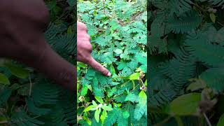 #kanyakumari #heaven #nature #shorts #green #nagercoil #shorts #nature #leaf #feel