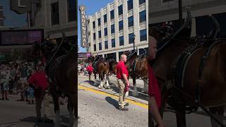 Budweiser Clydesdales in Downtown Muskegon, MI. #budweiser #clydesdale #horses #muskegon #michigan