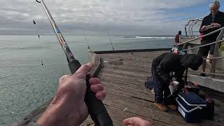 Lorne pier school holidays fishing action