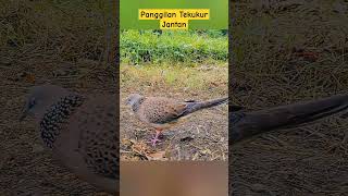 Panggilan tekukur jantan #terkukurmania #tekukursuarabesar #tekukur #burung #suaraterkukur #derkuku