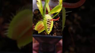 That's a fail! #carnivorousplants #carnivorousplant #nature #insecteatingplant #worm