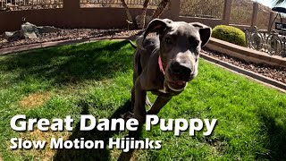 Great Dane Puppy Hijinks in Slow Motion