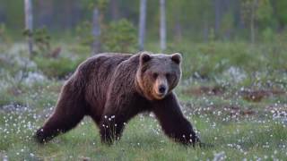 Brown Bears in Finland - Day 2