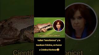 Científicos del Conicet hallan “rana llorona” y la bautizan Cristinae, en honor a Cristina Kirchner🤣