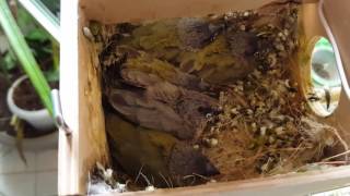 Gouldian finch blue and green, 21 days old, 5 babies one of them blue  - January  15 2017