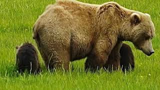 Bear watching in Lake Clark National Park