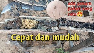 Cara mudah dan cepat memindahkan lebah klanceng @maduqobessaa2442 #klanceng