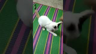 Me and my cat play