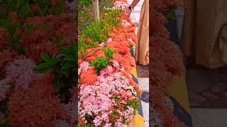 #youtube #aesthetic #trending #fypシ #mychannel #song #music #nature#flowers#shorts#beauty