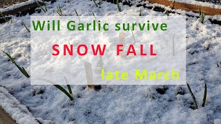 Can garlic survive snow late March! See what happened when snow hit us March 31 | MattMagnusson.com