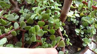 HOW TO CARE JADE PLANT..