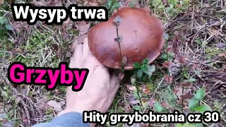 Na grzyby - Wysyp w lasach trwa!! w najlepsze.