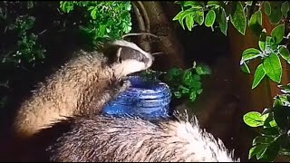 Badger Cub Feeds With Mum (But Mostly Mucks About!)