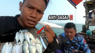 UMPAN TIRUAN ANTI GAGAL YANG DI SENANGI IKAN TENGIRI DAN TALANG TALANG ‼️