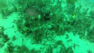 Clint Walker La Jolla Shores Dive 8 26  2012