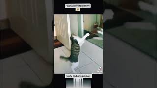 video divertenti di animali gatti cani funny video cats dogs #dogs #cat #cane #gatto #funny #animals