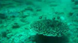 Australia trip - Christmas 2007 - Diving on Ningaloo reef