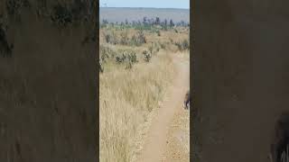 ( Part2 ) WARTHOG WALKS RIGHT INTO 2 LIONS#sad #animals #lion #crocodile #wildlife