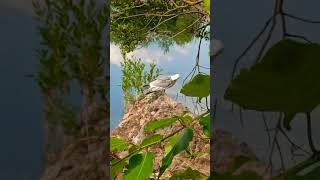 Природа #bird #чайка #nature #природа #лето2023 #shortvideo