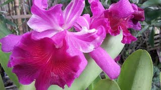 Cattleya mini harum - fragrant mini cattleya - anggrek cattleya wangi