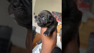 Micro bully 3weeks