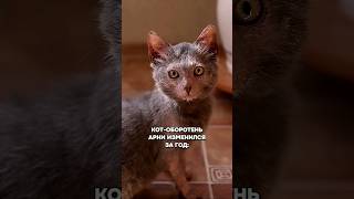 КОТ-ОБОРОТЕНЬ ИЗМЕНИЛСЯ ЗА ГОД.🤔 ЧУДО-ЧУДЕСНОЕ!🔥🐈 #cat #приколыскотами #кот #смешнойкот #котик