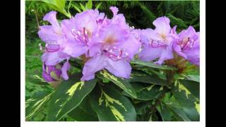 Rhododendron 'Goldflimmer'