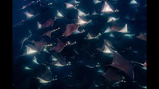 Mobula Ray | Devil Ray Tours Cabo