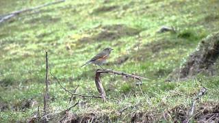 Red-flanked Bluetail at Marshfield