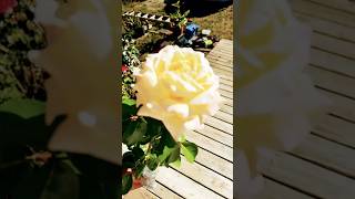 Mother loves her roses ❤️🌹 #Roses #YellowRose #PinkRose #Flowers #ForYouPage #FYP #Viral #Reels