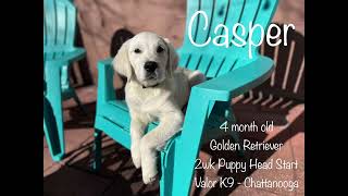 Golden Retriever Puppy's Training | Chattanooga TN